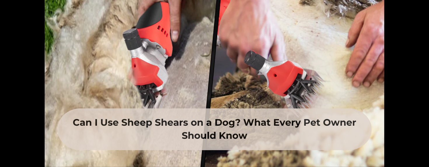 Can I Use Sheep Shears on a Dog? What Every Pet Owner Should Know