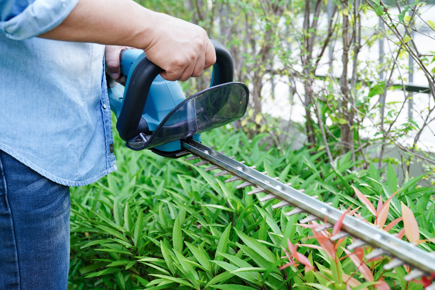 How to Trim a Hedge: A Comprehensive Guide for Homeowners